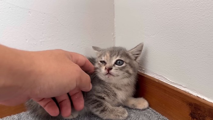 撫でられる子猫