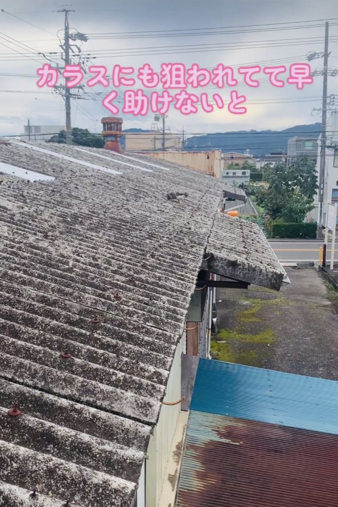 屋根の上で鳴き叫ぶ子猫
