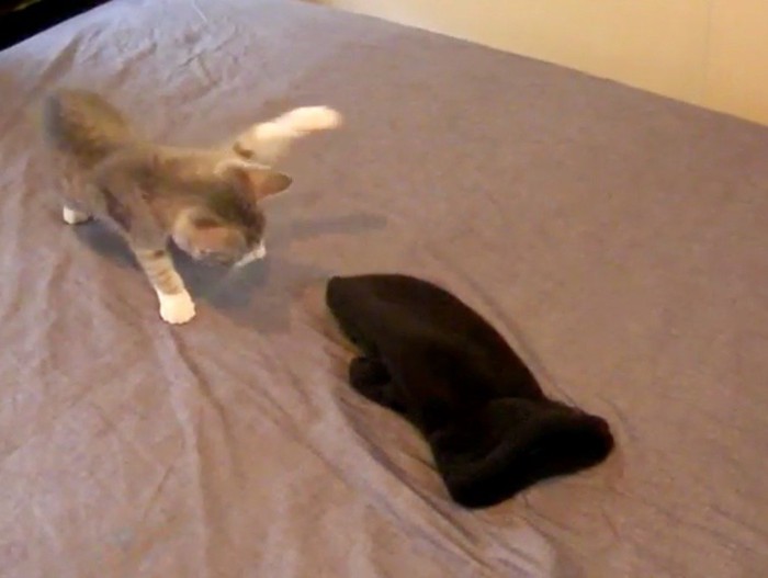 手袋に向かって前足を振り上げる子猫