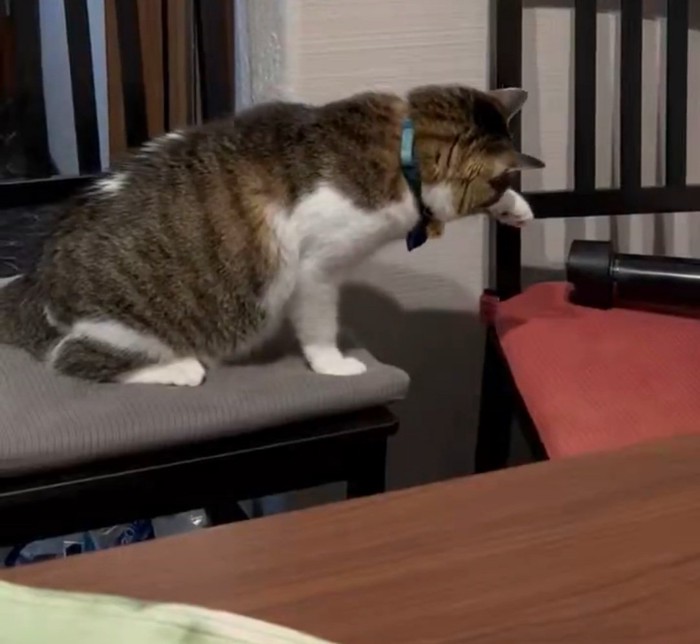 叩く猫