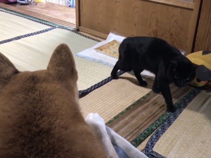 柴犬の前を横切る黒猫