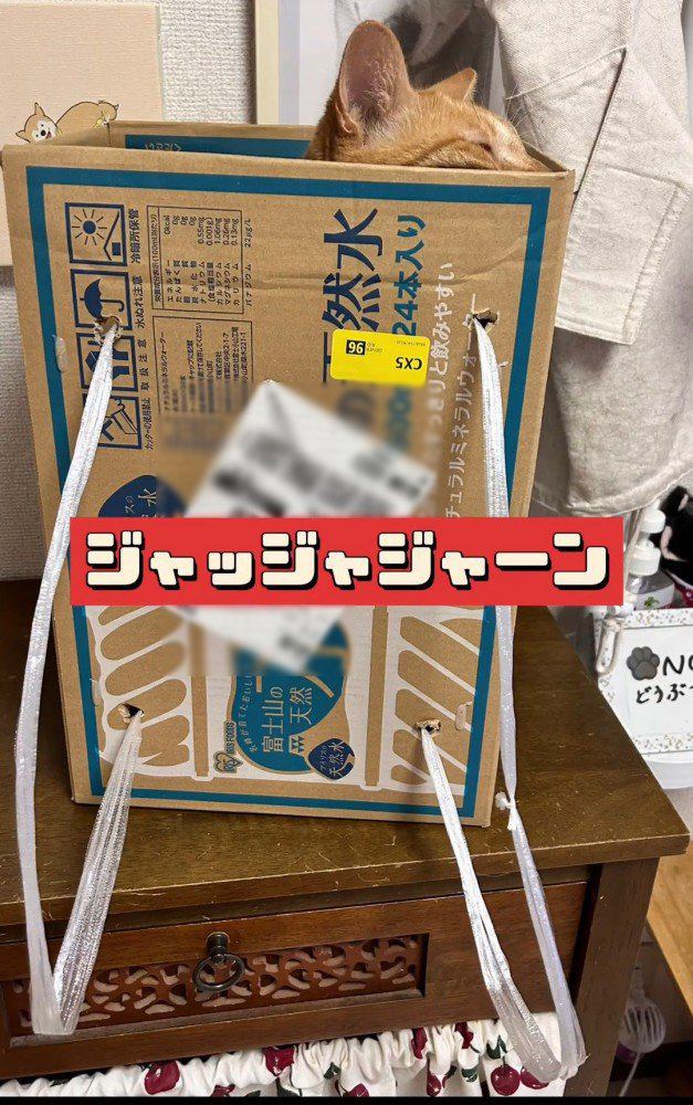 紐がついた箱の中にいる猫