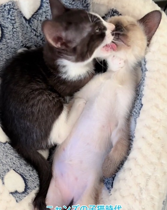 激しい毛づくろいをするヒジキちゃん