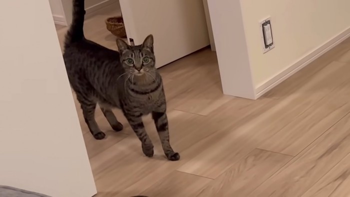 キジトラ猫ちゃん