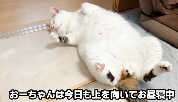 仰向けな猫（おーちゃんは今日も上を向いてお昼寝中）