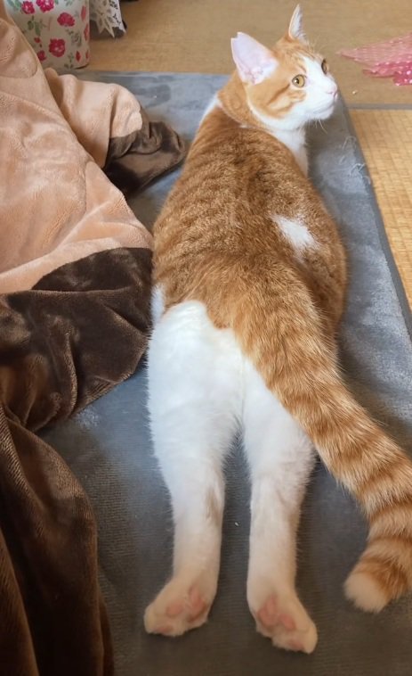 足を伸ばしてふりかえっている猫