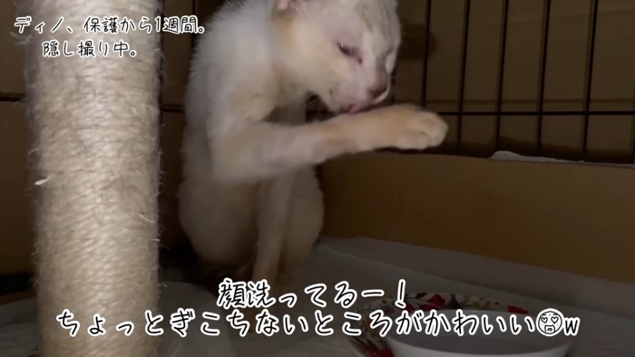 テロップ「顔洗ってるー!~」