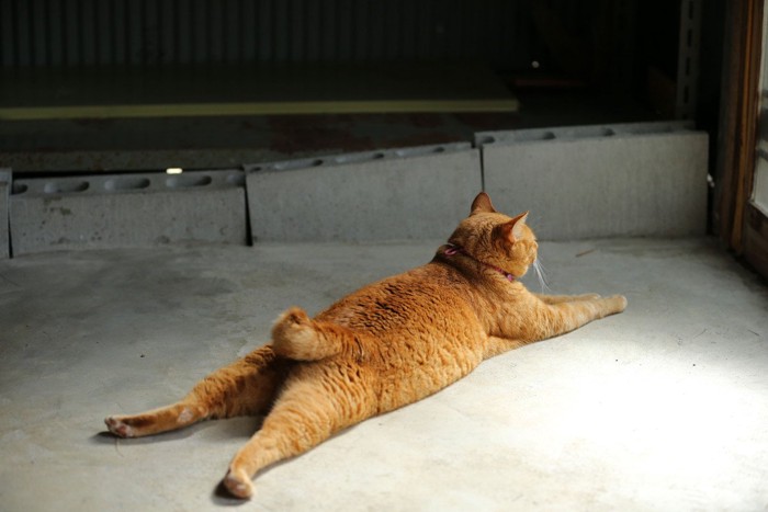 クールダウンする猫