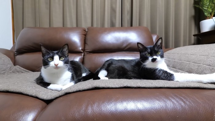 ソファでくつろぐ2匹の黒白猫