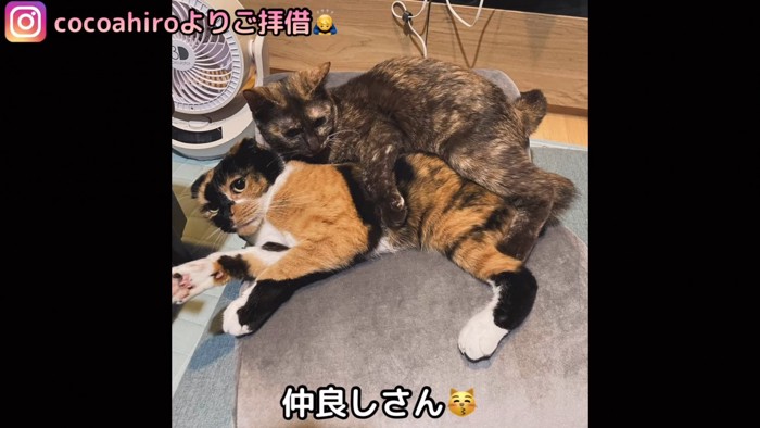 三毛猫に抱きつくサビ猫