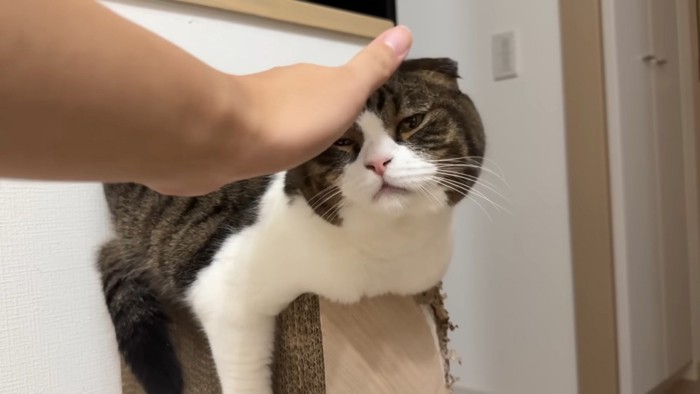 爪とぎの上のぽこJくん