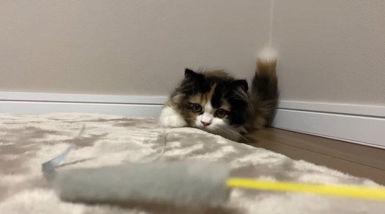おもちゃを狙う子猫