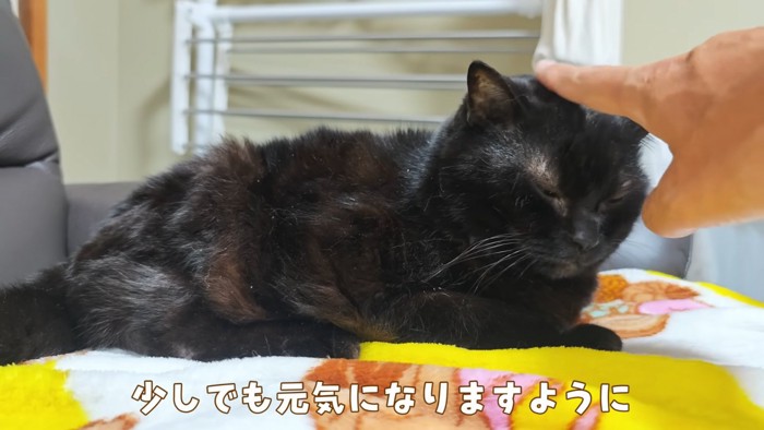 頭をなでられる猫