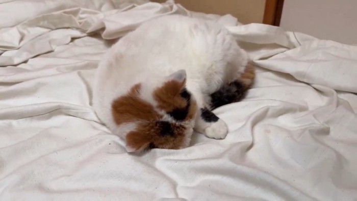 布団の上でフテ寝するブリティッシュショートヘア