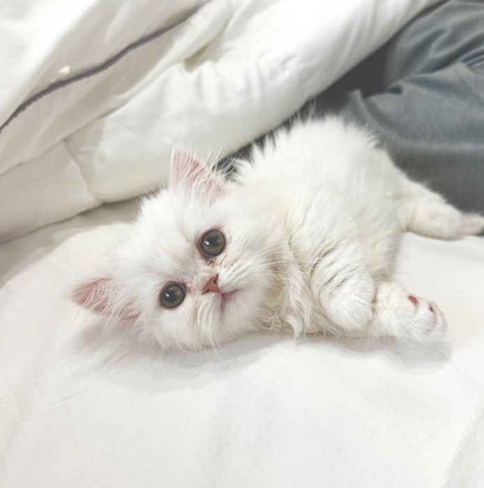 寝転がる白い子猫