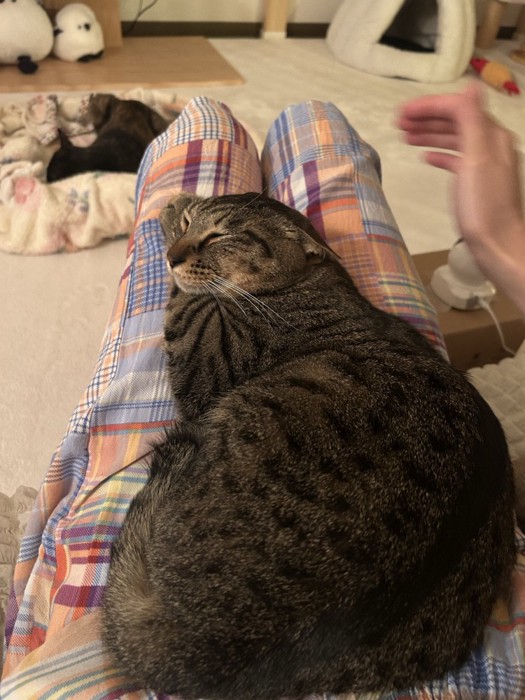 撫でられ終わっても耳が倒れているキジトラ猫