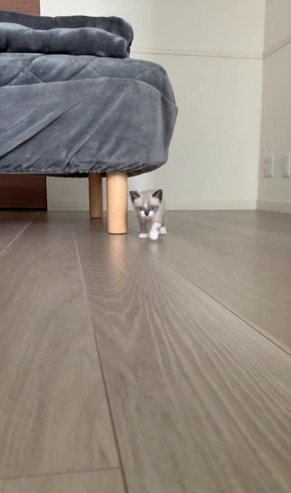 近づいてくるにぼしくん