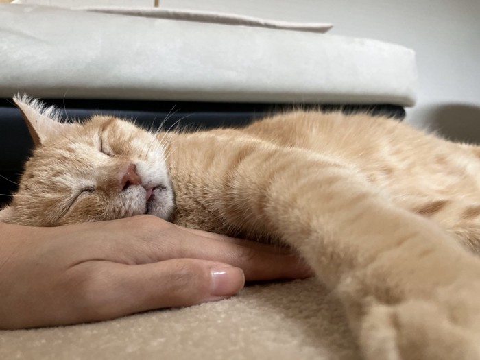 人の手を枕に寝る猫