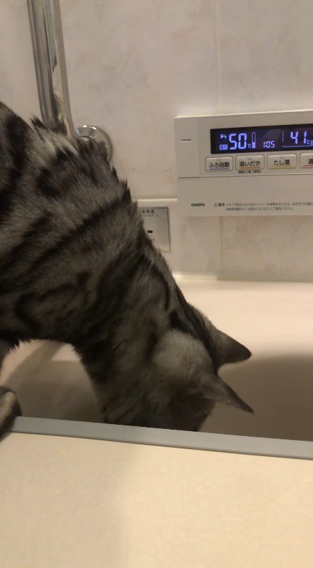 浴槽の中に顔を近づける猫