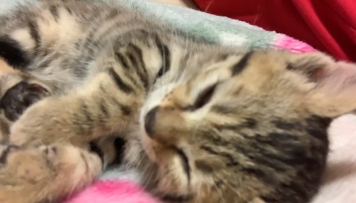 横になった子猫のアップ