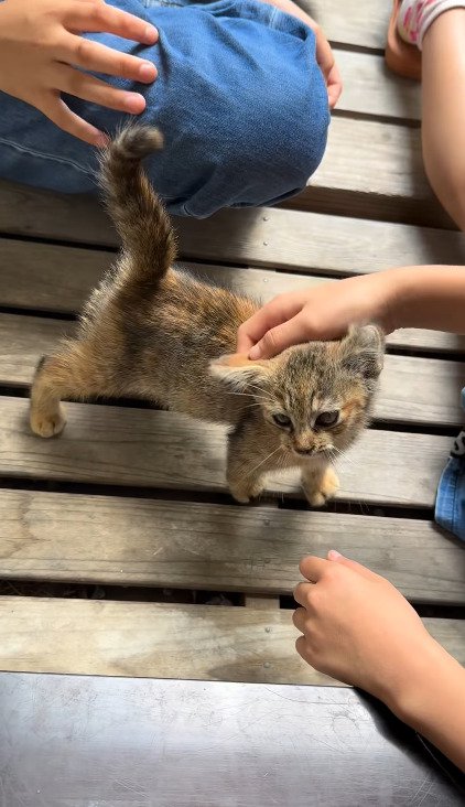 子どもに撫でられる子猫