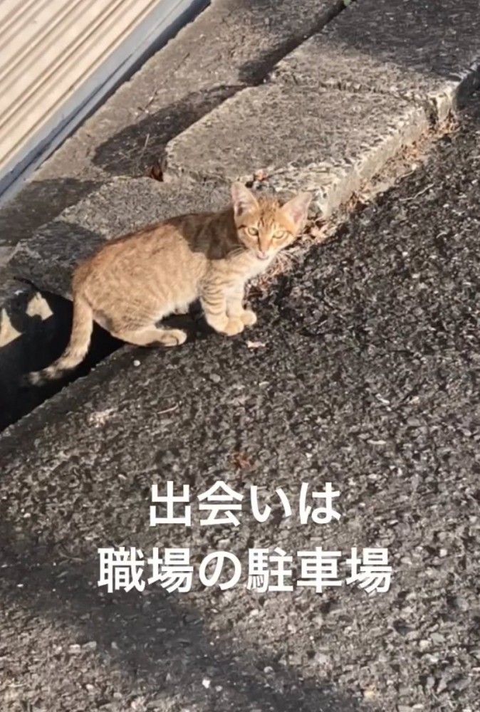 野良の子猫