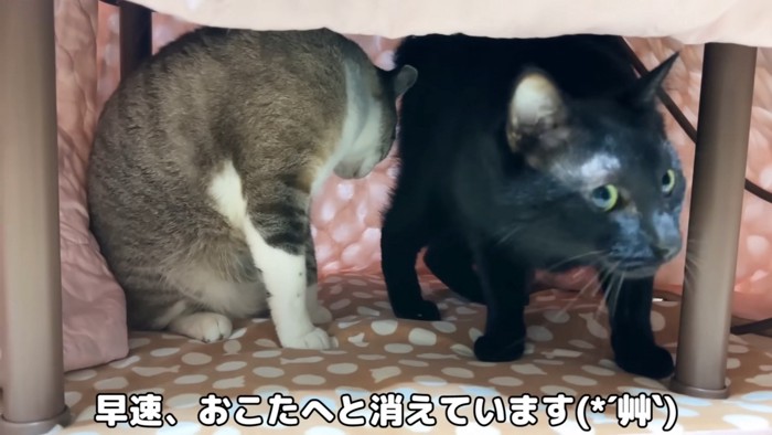 コタツの中のリノちゃんとリオくん