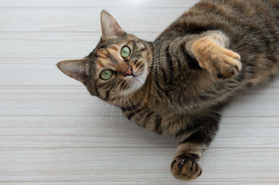 寝転がっている猫