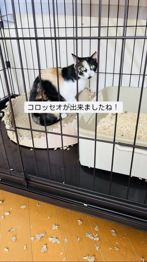 喰いちぎられた爪研ぎと三毛猫