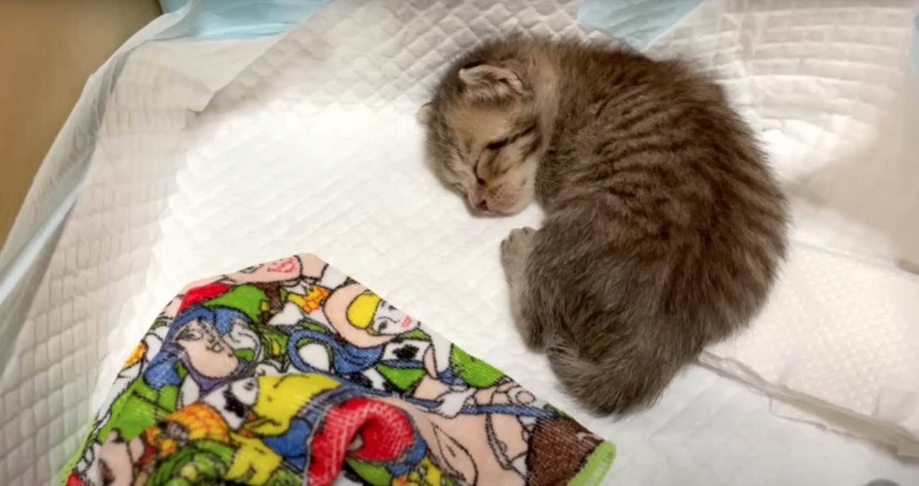 安心して眠る子猫