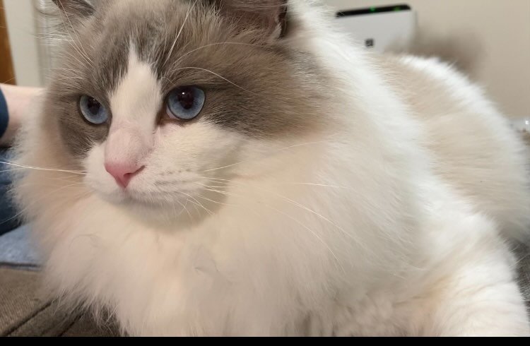 猫の顔