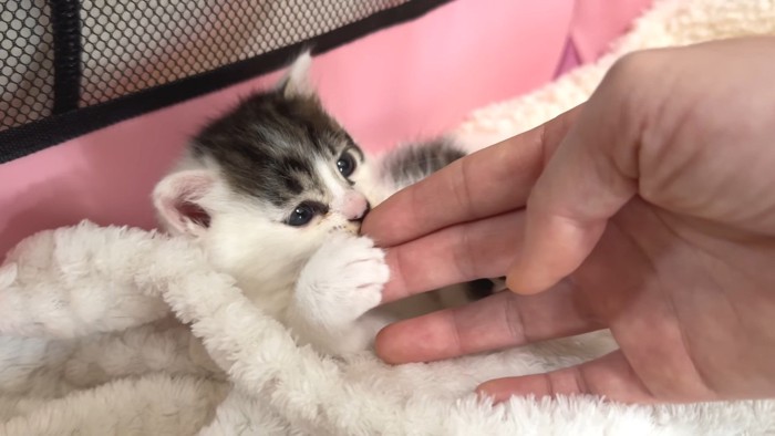 投稿主さんの手に