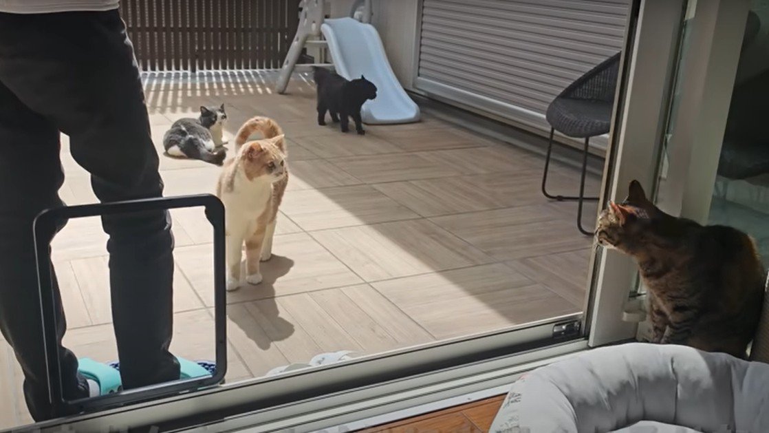 外に出る猫たち
