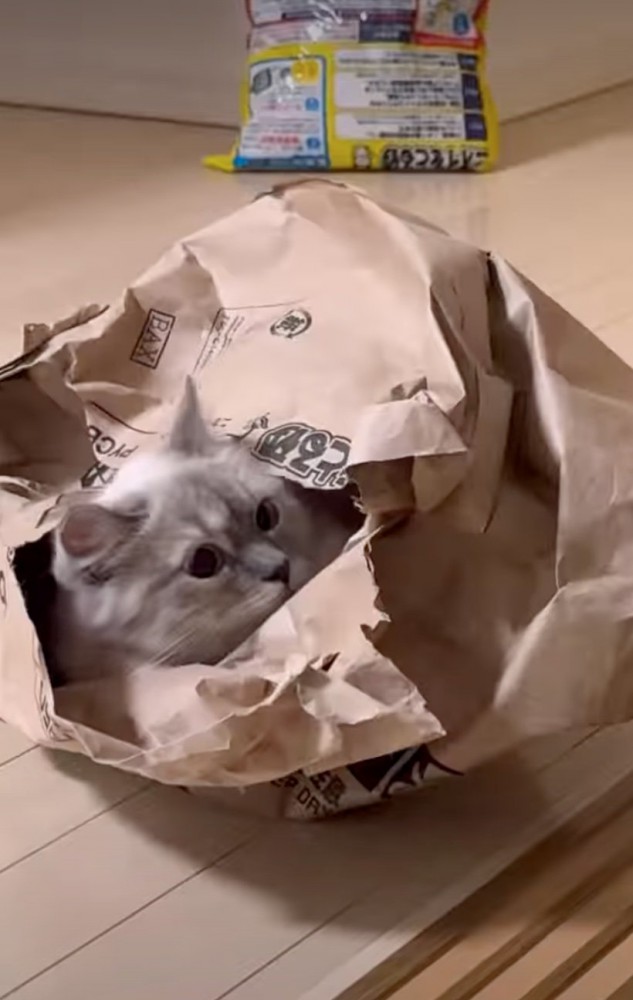 不思議そうに見つめ返す猫