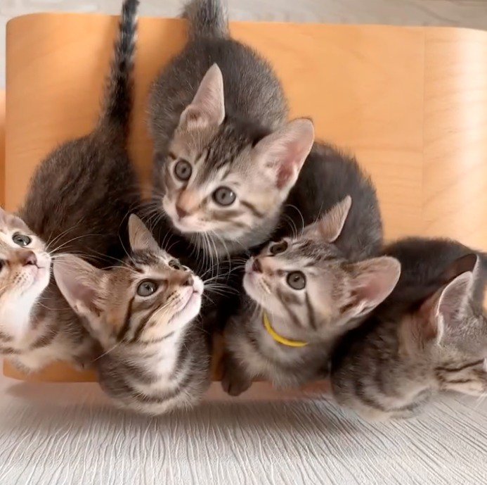 それぞれに別の方向を向く子猫たち