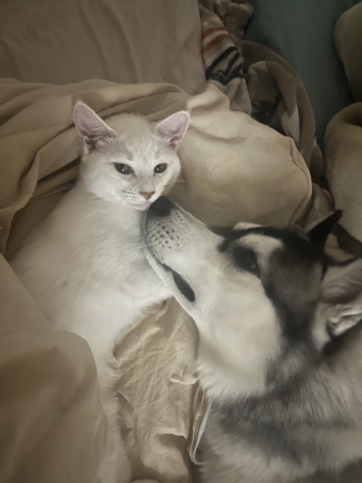 一緒に寝る白猫と犬