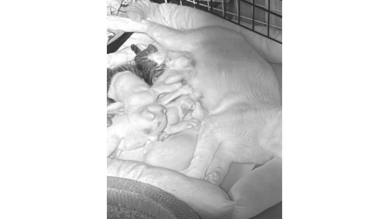 寝ている猫たち