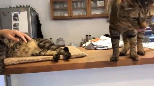 寝転がる猫とこちらを向く猫