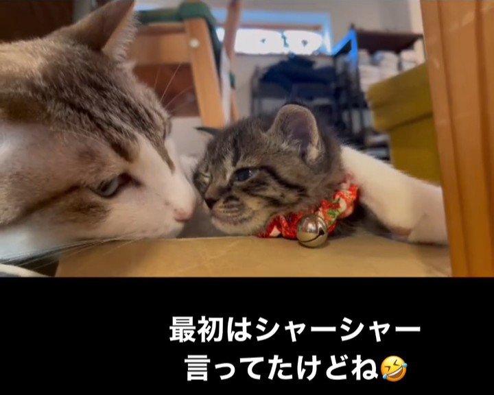 顔を寄せ合う成猫と子猫