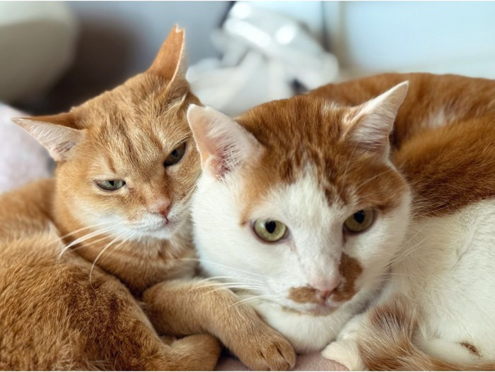 茶トラ女子のむぎちゃんと茶白男子のこてつくん