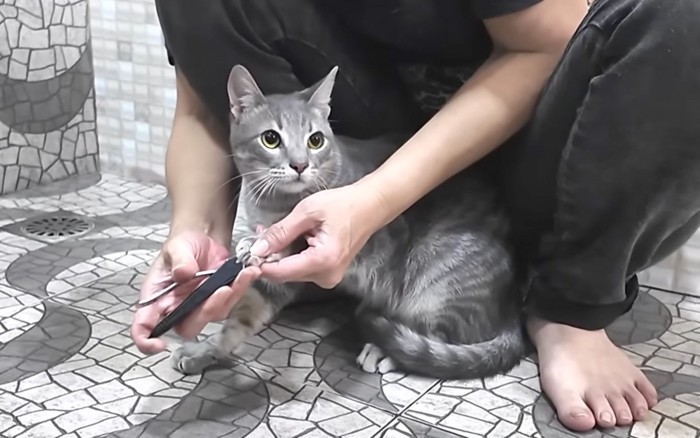 爪を切られる猫