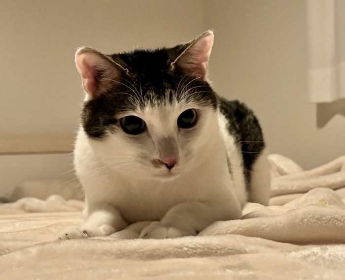 現在のセロイくん