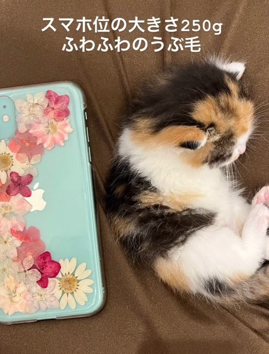 スマートフォンと子猫