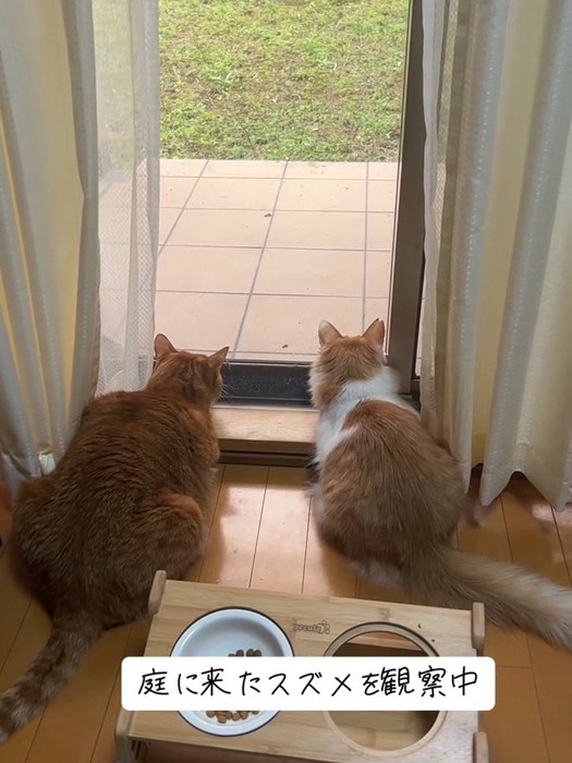 外を見る2匹の猫