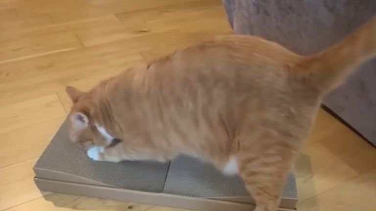 爪とぎしている猫