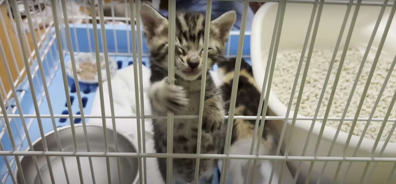 ケージをよじ登る子猫