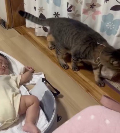 通り過ぎようとする猫