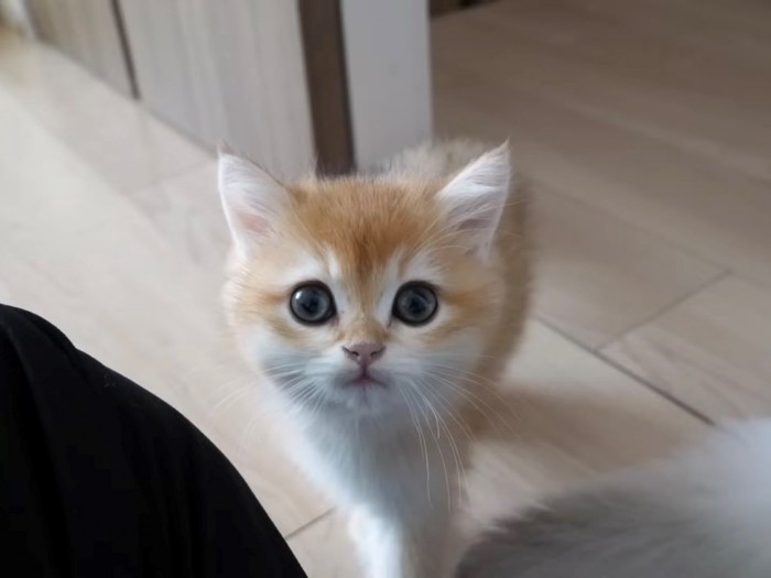 飼い主さんに近づく子猫