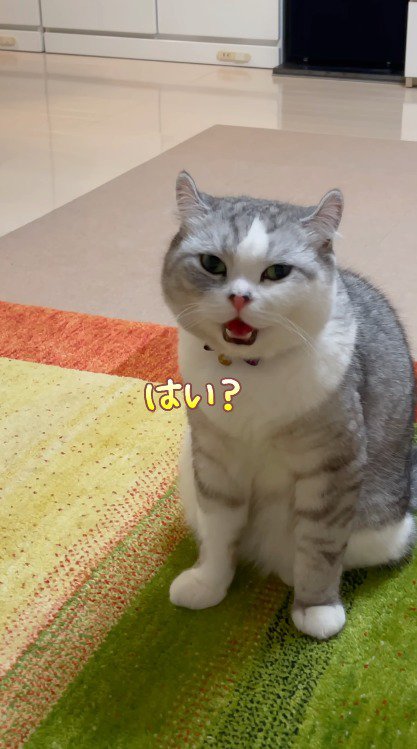 口を開いたままカメラを見つめる猫