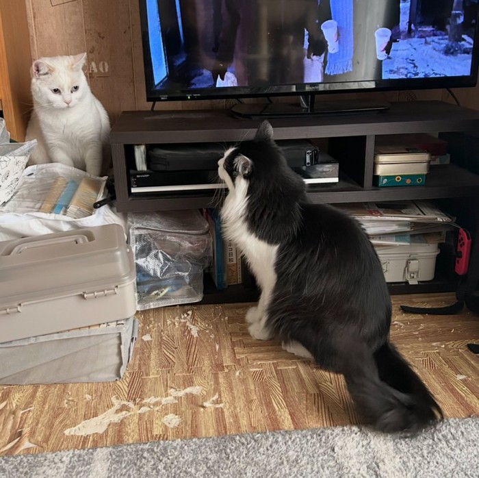 白猫を見つめる白黒猫